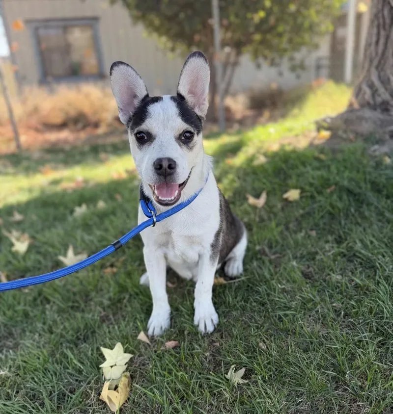 A young medium-sized male Black French Bulldog dog named Howie for adoption in Oakdale, CA