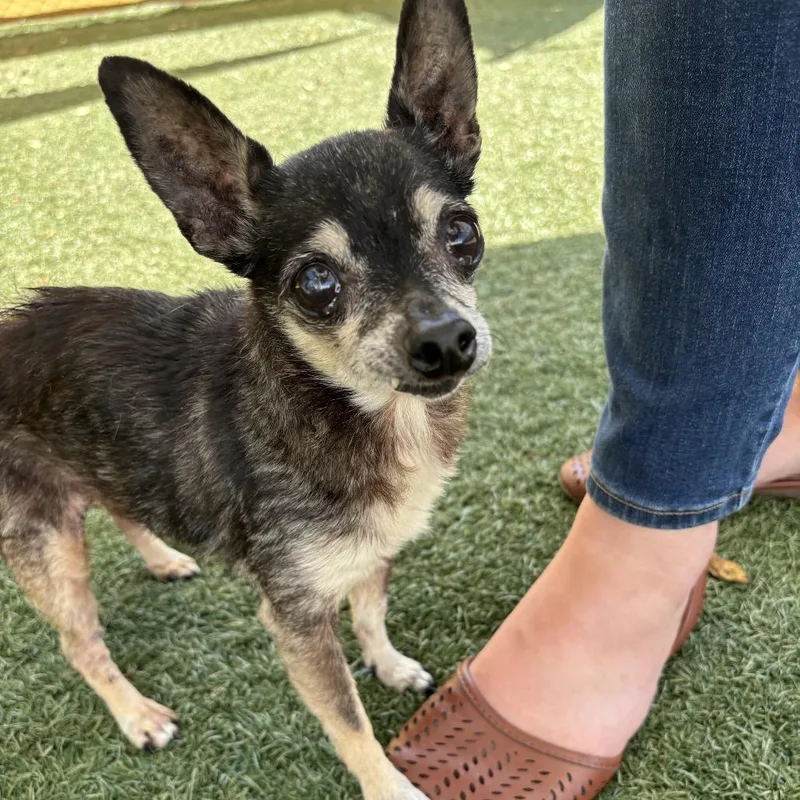 Poppy Seed thumbnail 4