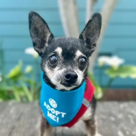 Poppy Seed thumbnail 5