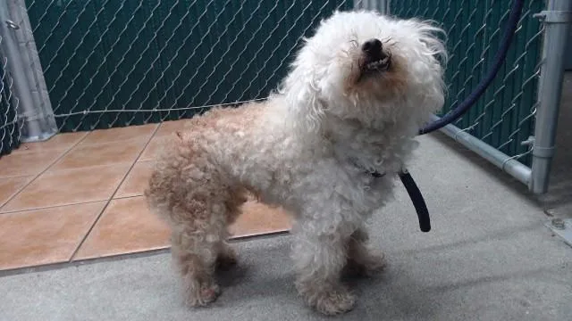 A senior medium-sized female Poodle dog named Milly for adoption in Downey, CA