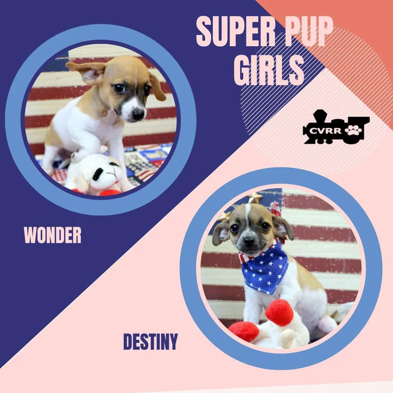 A baby small-sized female Chihuahua dog named Super Pup Girls for adoption in LINDSAY, CA