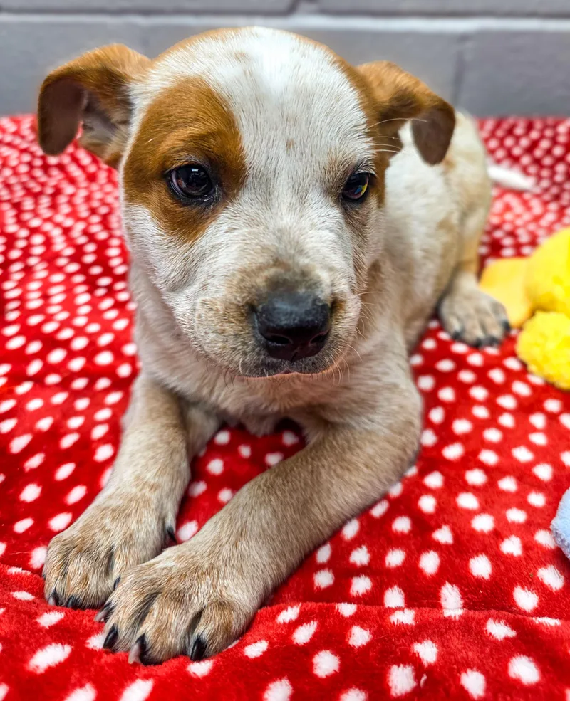 Freckles thumbnail 2