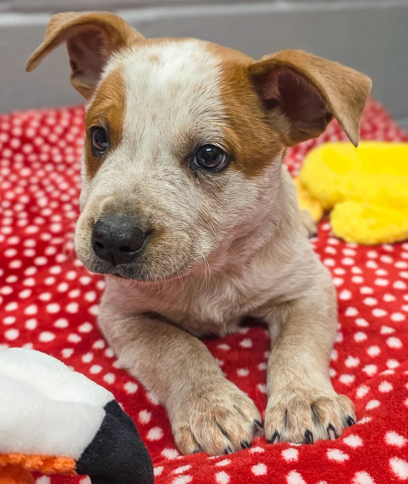 Freckles thumbnail 3