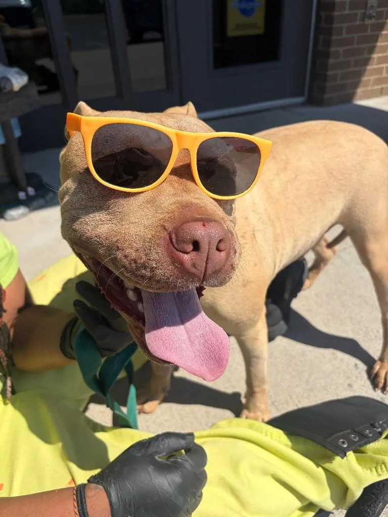 A young large-sized male Pit Bull Terrier dog named Stubby for adoption in Gallatin, TN