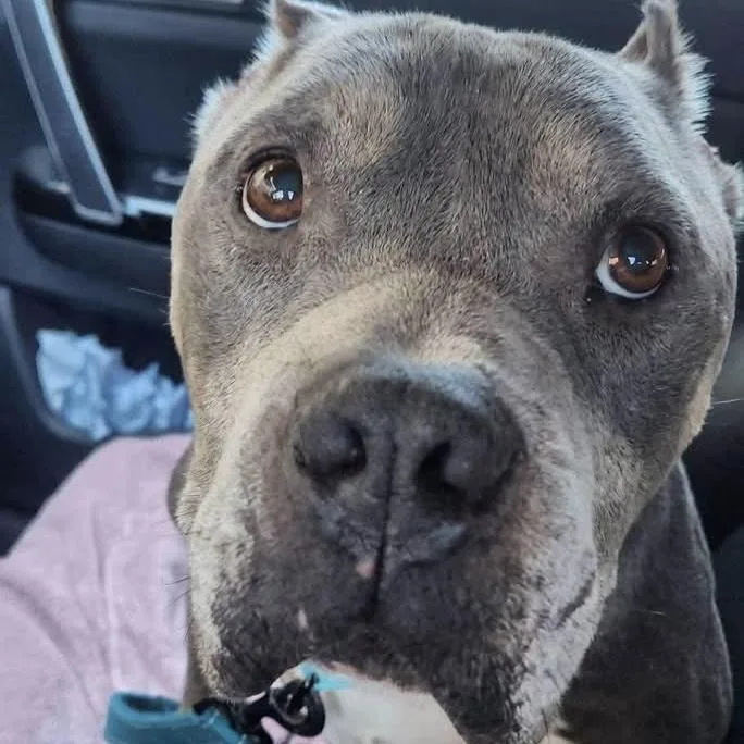 An adult medium-sized male American Bully dog named Griffin for adoption in Columbia, SC