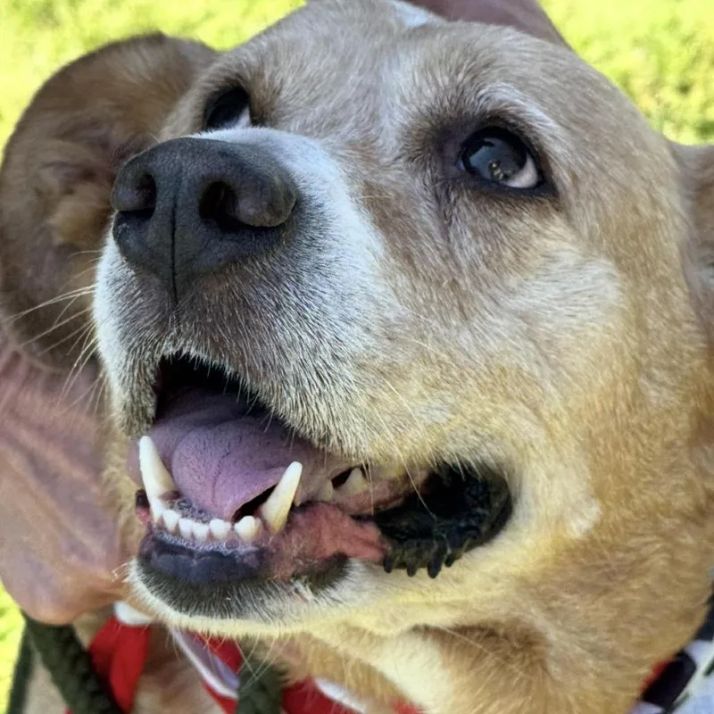 A senior large-sized female Yellow / Tan / Blond / Fawn Golden Retriever dog named Sugar Bear for adoption in Normal, IL
