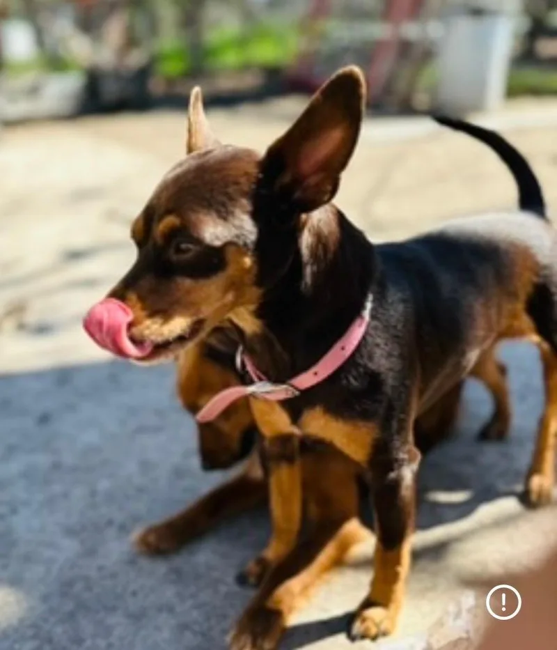 An adult small-sized female Chihuahua dog named Sophie for adoption in San Antonio, TX