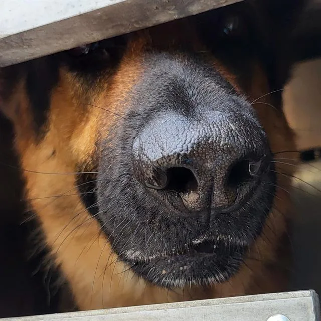 An adult large-sized male German Shepherd Dog dog named A for adoption in San Antonio, TX
