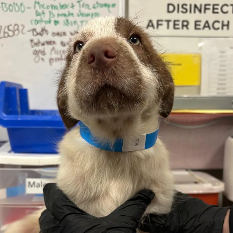 A baby small-sized male Terrier dog named Varney for adoption in Yuma, AZ