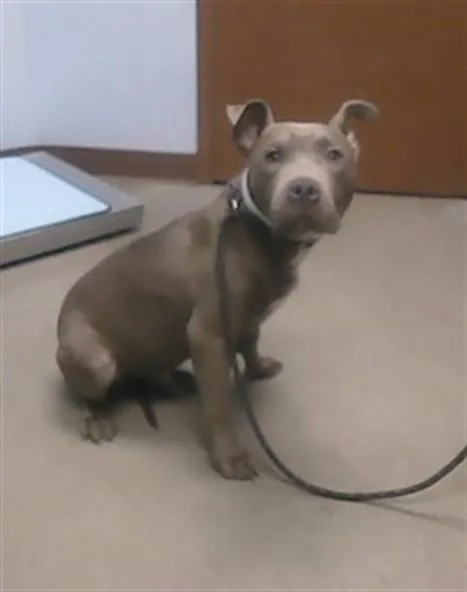 A young large-sized male Pit Bull Terrier dog named Townes for adoption in Phoenix, AZ