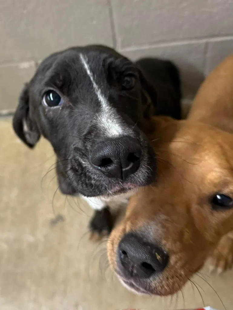 A young medium-sized male Labrador Retriever dog named Caleb AC for adoption in Greeneville, TN