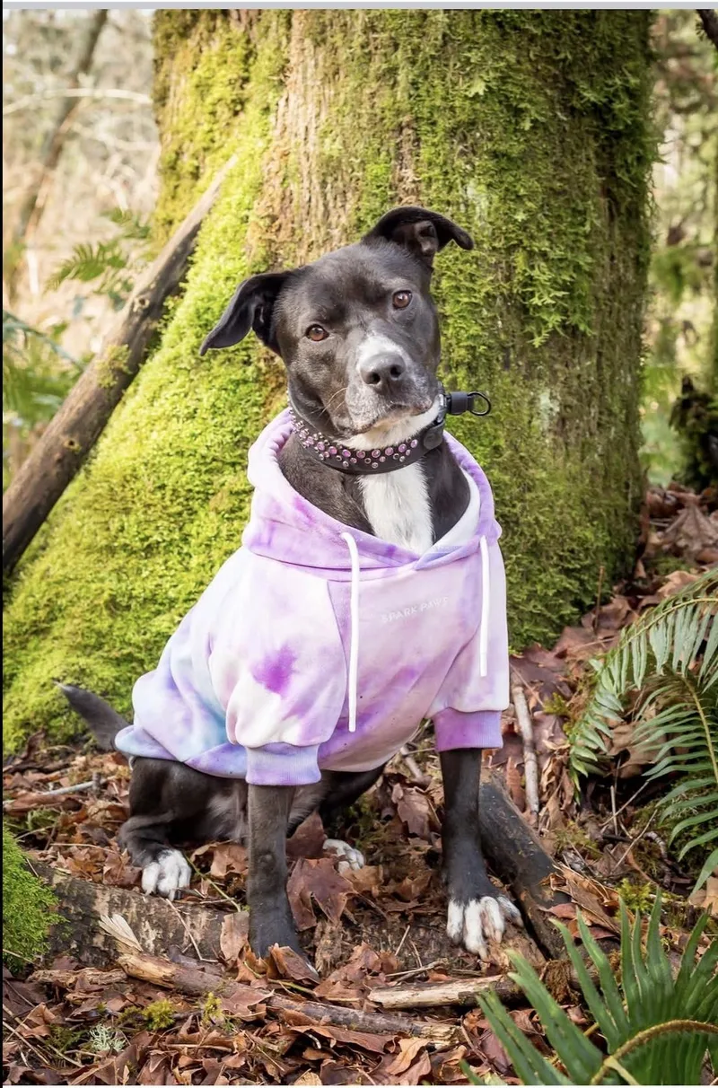 An adult large-sized female Pit Bull Terrier dog named Candi for adoption in Vancouver, WA