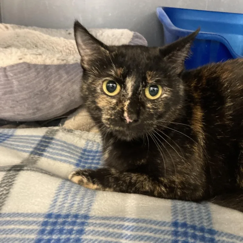 An adult medium-sized female Domestic Short Hair cat named Echo for adoption in Portage, MI