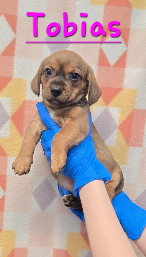 A baby small-sized male Beagle dog named Tobias for adoption in Murphysboro, IL