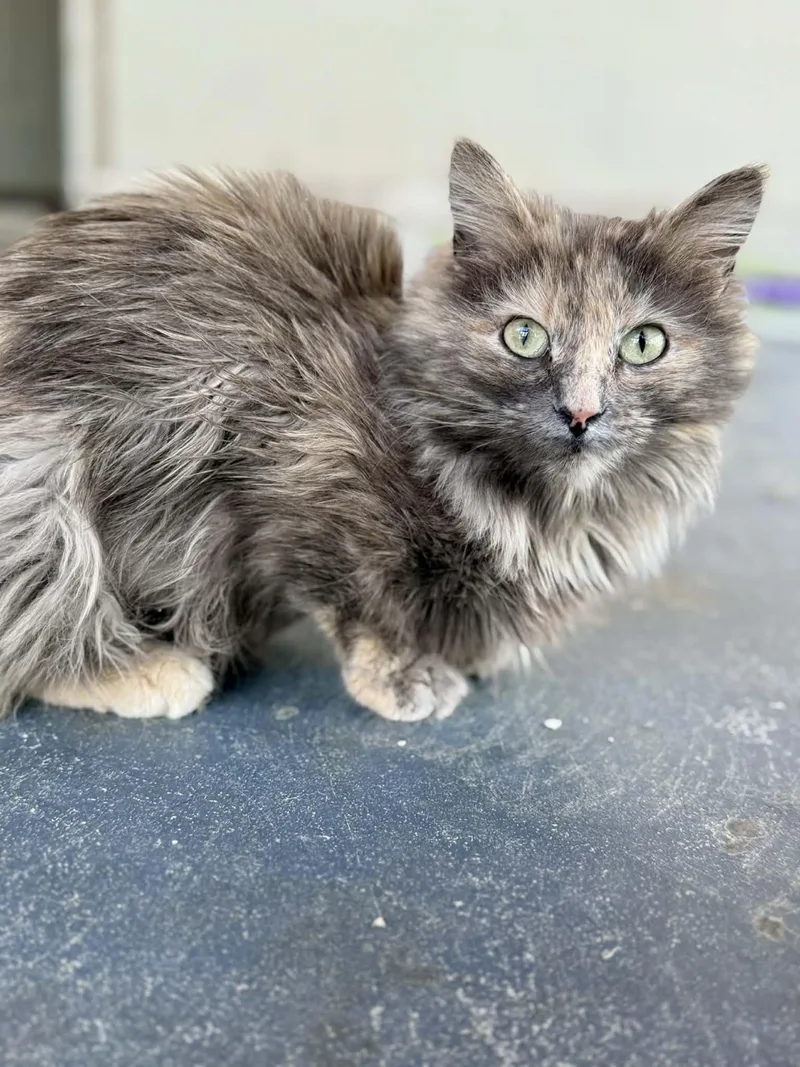 A young medium-sized female Dilute Tortoiseshell Dilute Tortoiseshell cat named Suzy for adoption in Talbott, TN