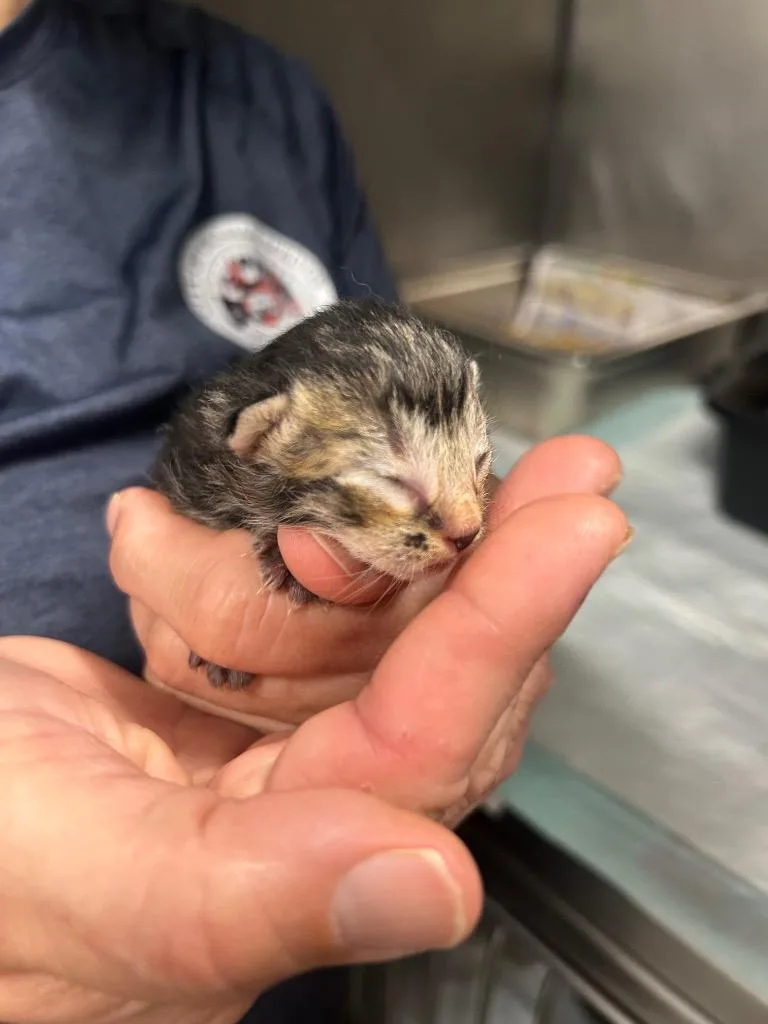 A baby medium-sized male Domestic Short Hair cat named Lee for adoption in Denham Springs, LA