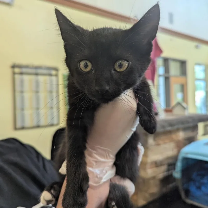 Ravenpaw