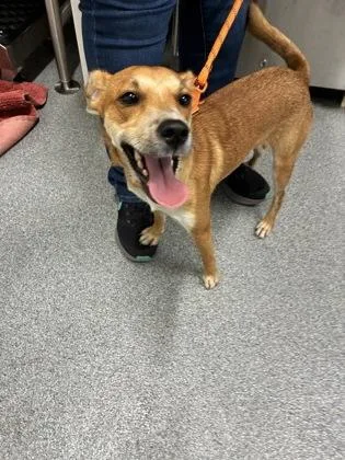 An adult small-sized male Parson Russell Terrier dog named Copper for adoption in Daphne, AL
