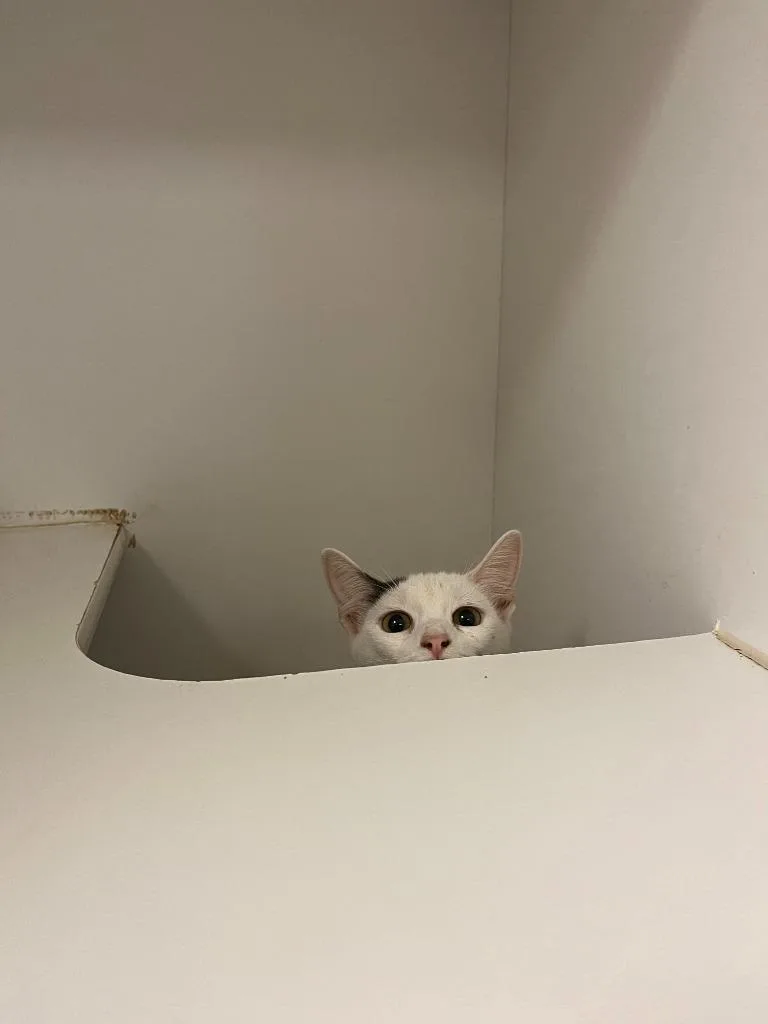A baby small-sized female Domestic Short Hair cat named Cat Condo for adoption in Greenville, TX