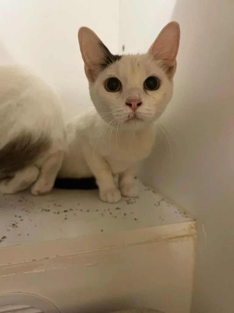 Cat Condo thumbnail 2