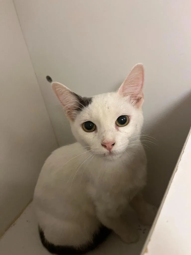 Cat Condo thumbnail 3