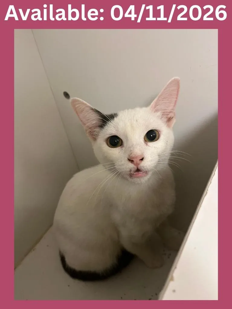 Cat Condo thumbnail 4