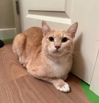A young large-sized male Buff & White Domestic Short Hair cat named Piggy for adoption in Everett, WA
