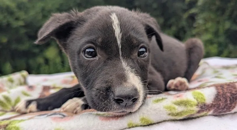Scout