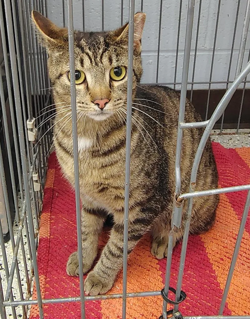 A baby small-sized male Domestic Short Hair cat named Cosmo for adoption in Saint Clairsville, OH