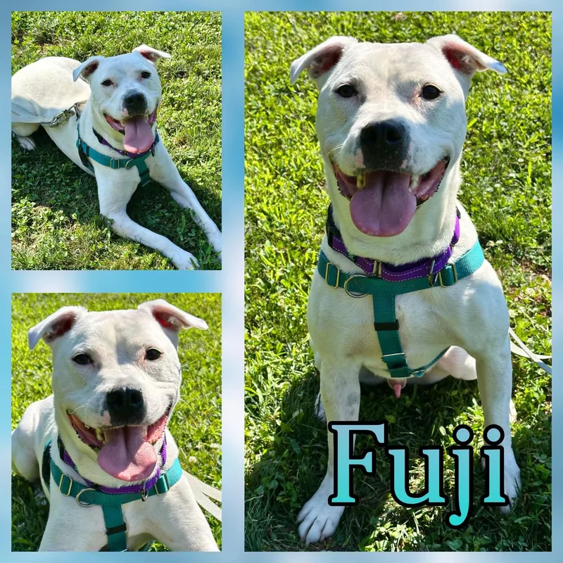 An adult medium-sized male Pit Bull Terrier dog named Fuji for adoption in Hatfield, PA