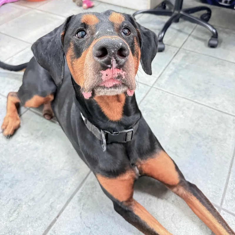 An adult medium-sized male Doberman Pinscher dog named Roscoe for adoption in Oakland Park, FL