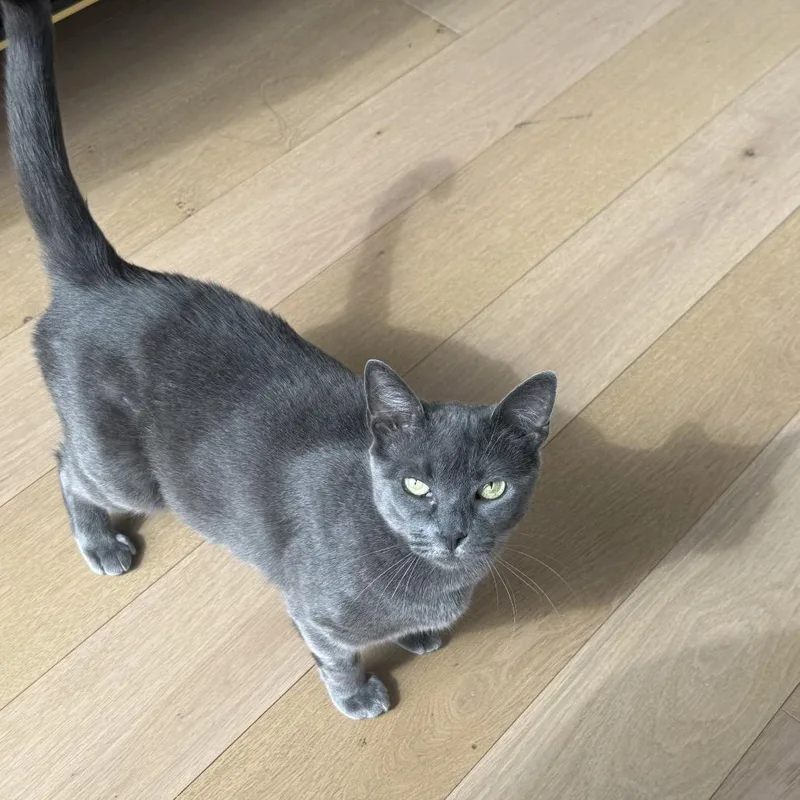 An adult medium-sized female Gray / Blue / Silver Domestic Short Hair cat named Mina for adoption in Middle Village, NY