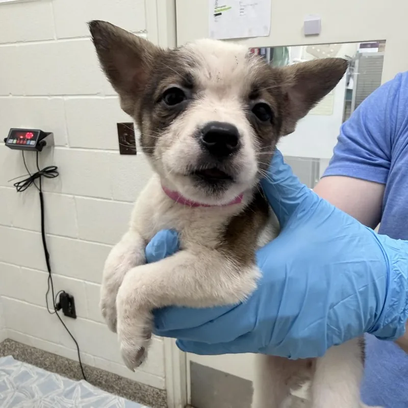 A baby medium-sized female White / Cream Mixed Breed dog named CT Colombia for adoption in Eastford, CT
