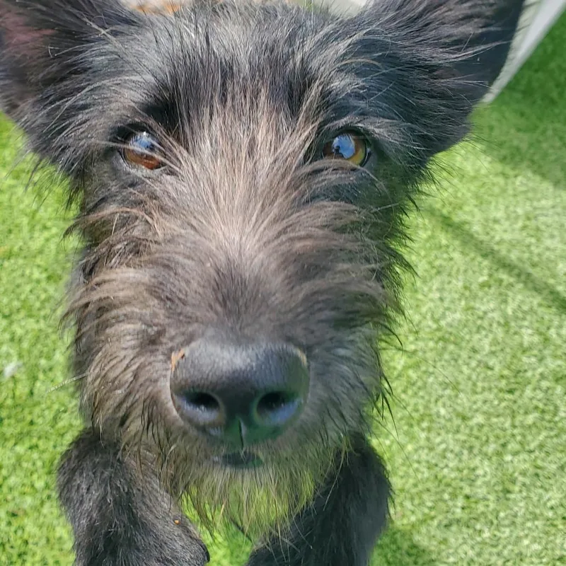 A young small-sized female Black Terrier dog named Louise for adoption in Chattanooga, TN