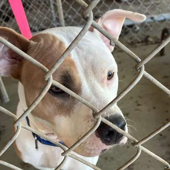An adult medium-sized female White / Cream Mixed Breed dog named Candance for adoption in Gadsden, AL