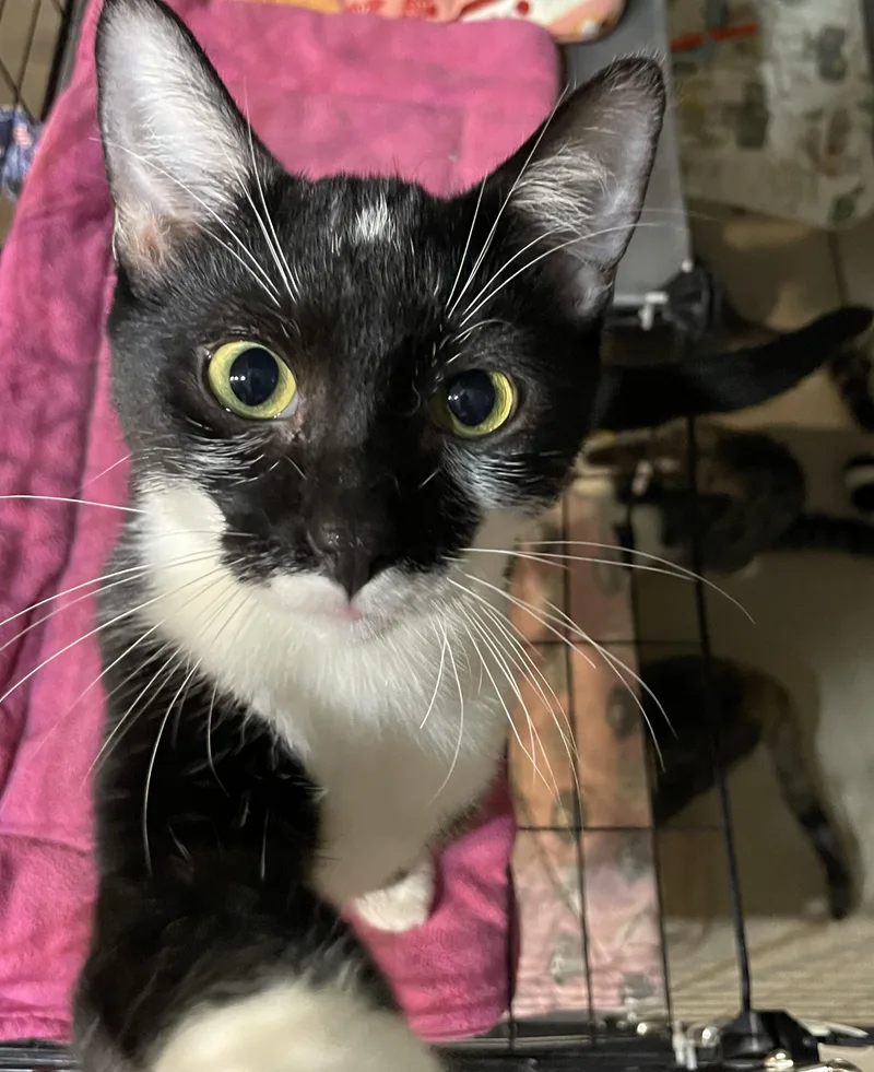 A baby medium-sized male Black & White / Tuxedo Tuxedo cat named Doug for adoption in Lacon, IL