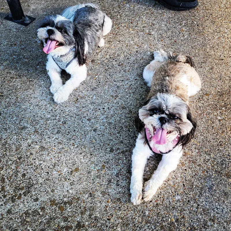 An adult small-sized male Shih Tzu dog named Lady & Luther for adoption in Dale, TX