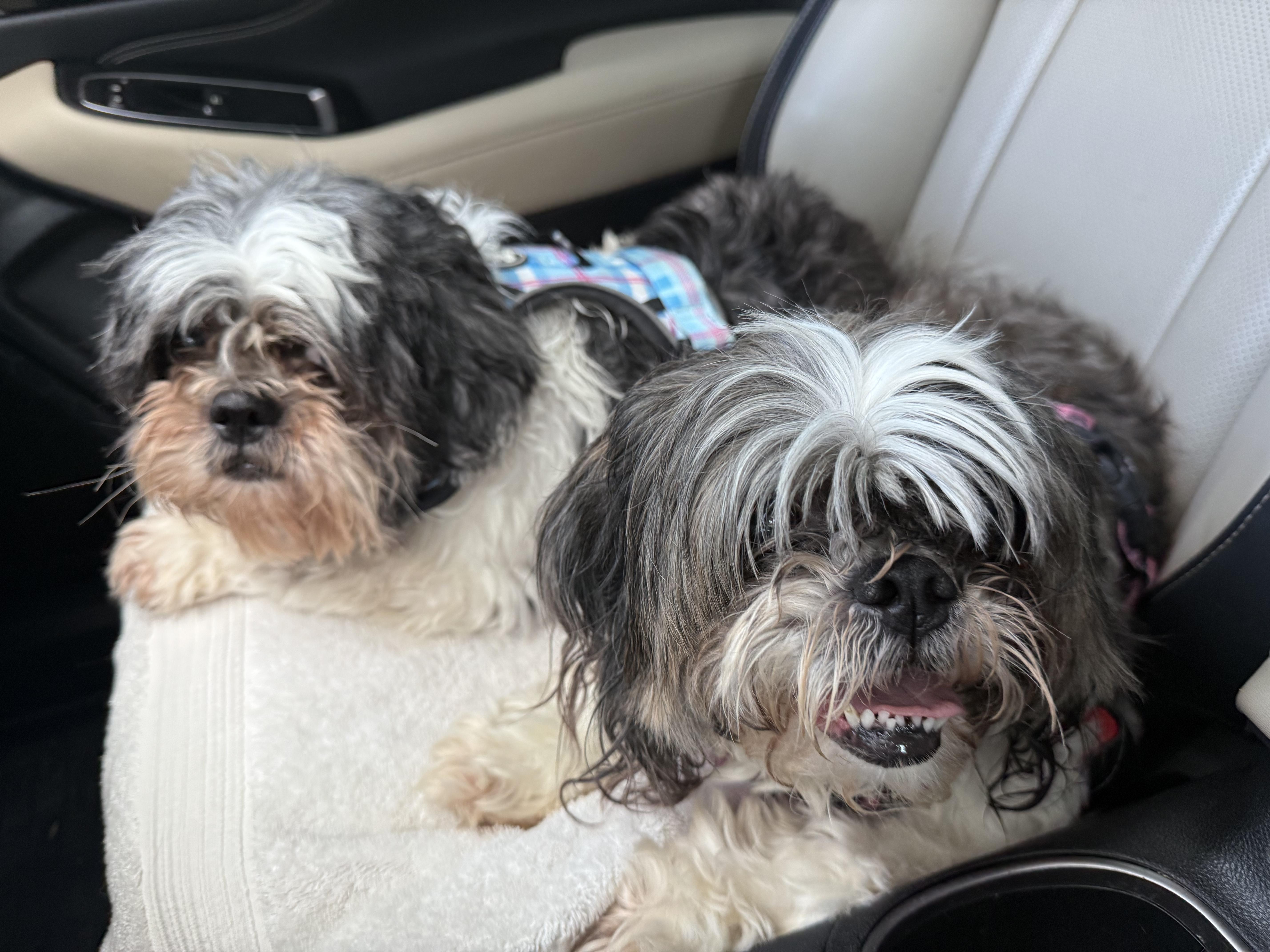 Lady & Luther thumbnail 2