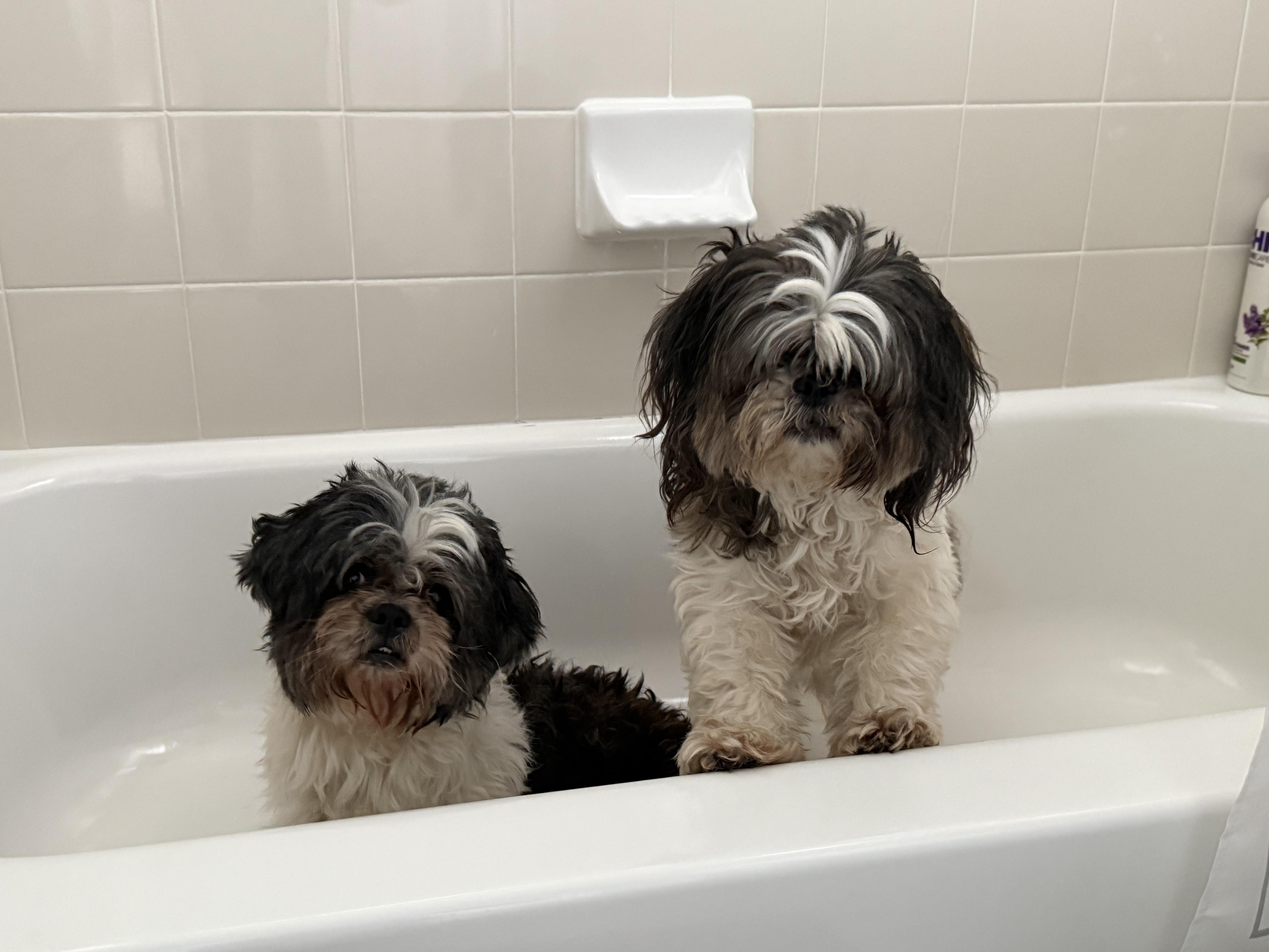 Lady & Luther thumbnail 4