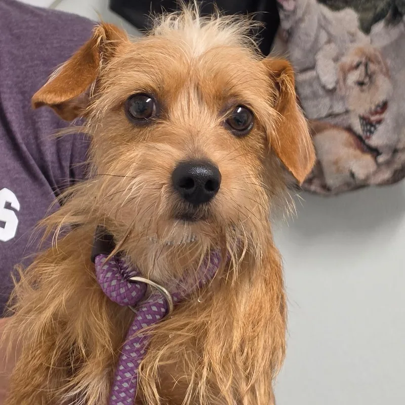 An adult small-sized male Yellow / Tan / Blond / Fawn Mixed Breed dog named Spiro for adoption in Troy, IL