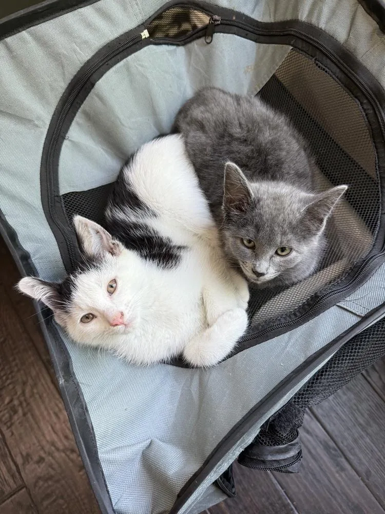 A baby medium-sized male Black & White / Tuxedo Domestic Short Hair cat named Potato for adoption in Clinton Township, MI