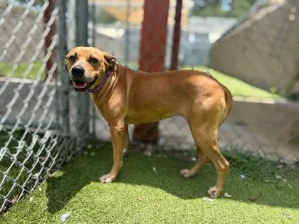 An adult medium-sized female Black Mouth Cur dog named Vivian for adoption in Gainesville, FL