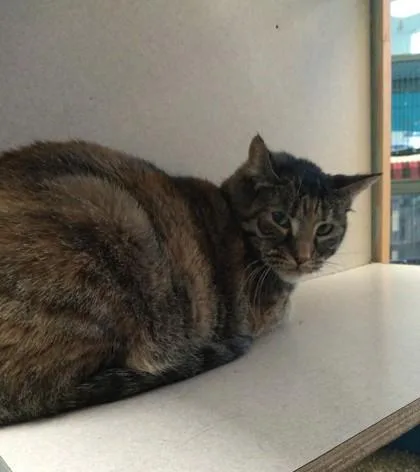 An adult medium-sized female Domestic Short Hair cat named Ria for adoption in Palm Coast, FL