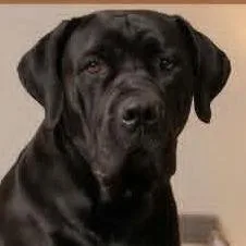 An adult extra large-sized female Black Boerboel dog named Aza for adoption in Flintstone, MD