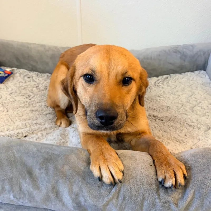 A young small-sized male Yellow / Tan / Blond / Fawn Shepherd dog named Boomer for adoption in Belleville, IL