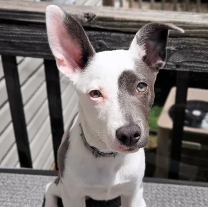 A baby medium-sized female White / Cream Australian Shepherd dog named Jinx for adoption in Albany, NY