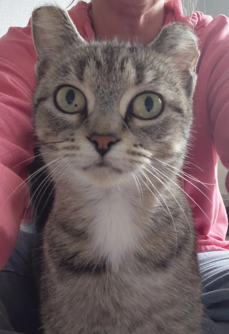 An adult medium-sized female Domestic Short Hair cat named Elsa for adoption in Montello, WI