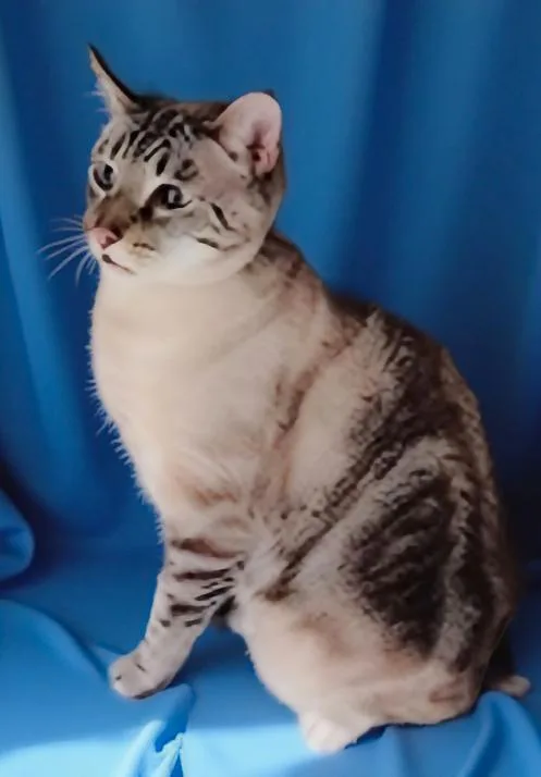 An adult small-sized male Tabby (Buff / Tan / Fawn) Tabby cat named Suede for adoption in Pasadena, CA
