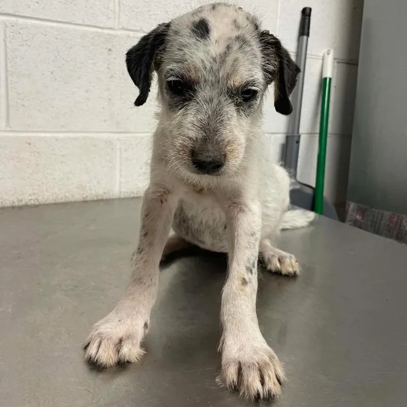 A baby small-sized female White / Cream Terrier dog named Acadia Maine C for adoption in Allen, TX