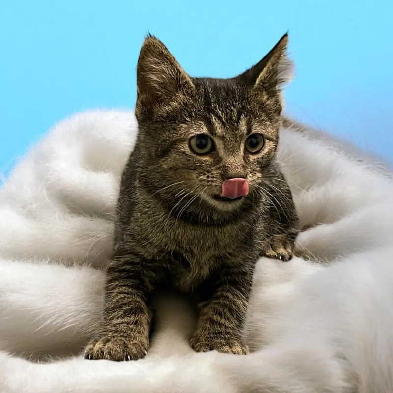 Ferris Wheel thumbnail 2